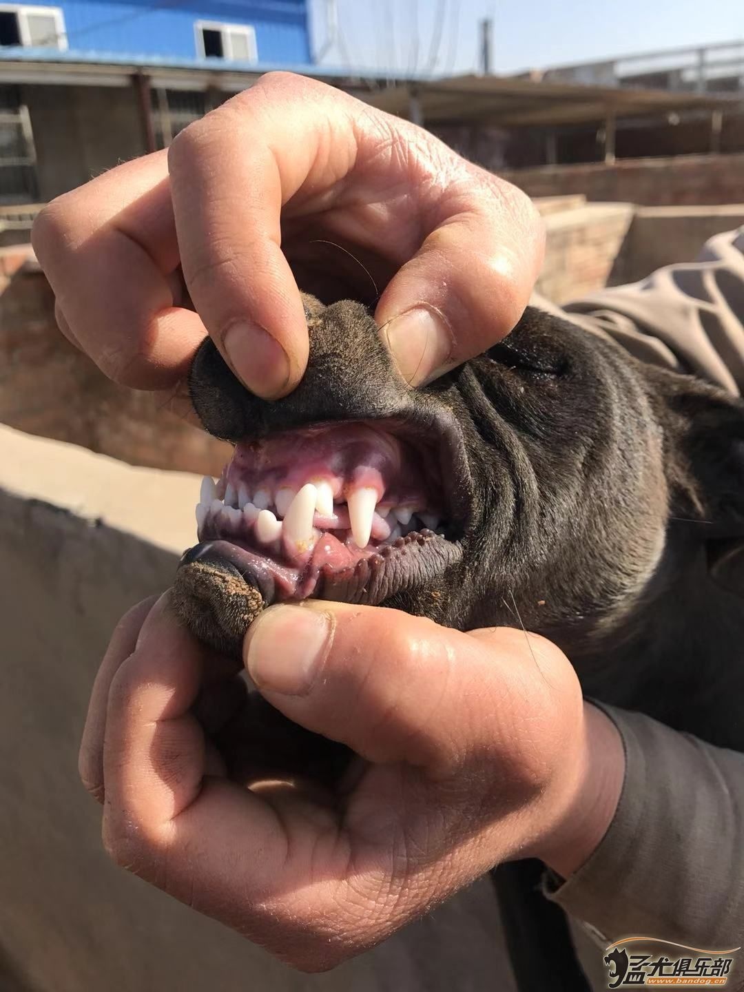 比特犬比命还重要的东西~牙齿