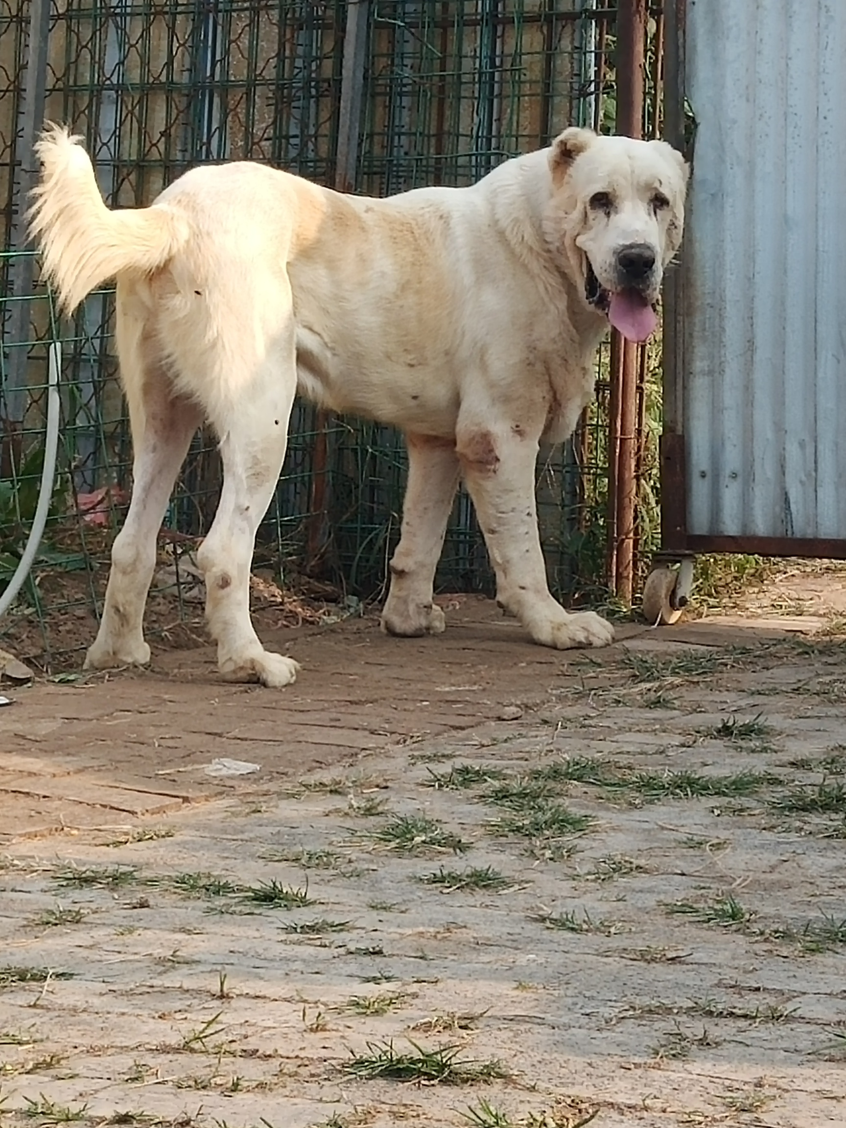 中亚猎狼犬