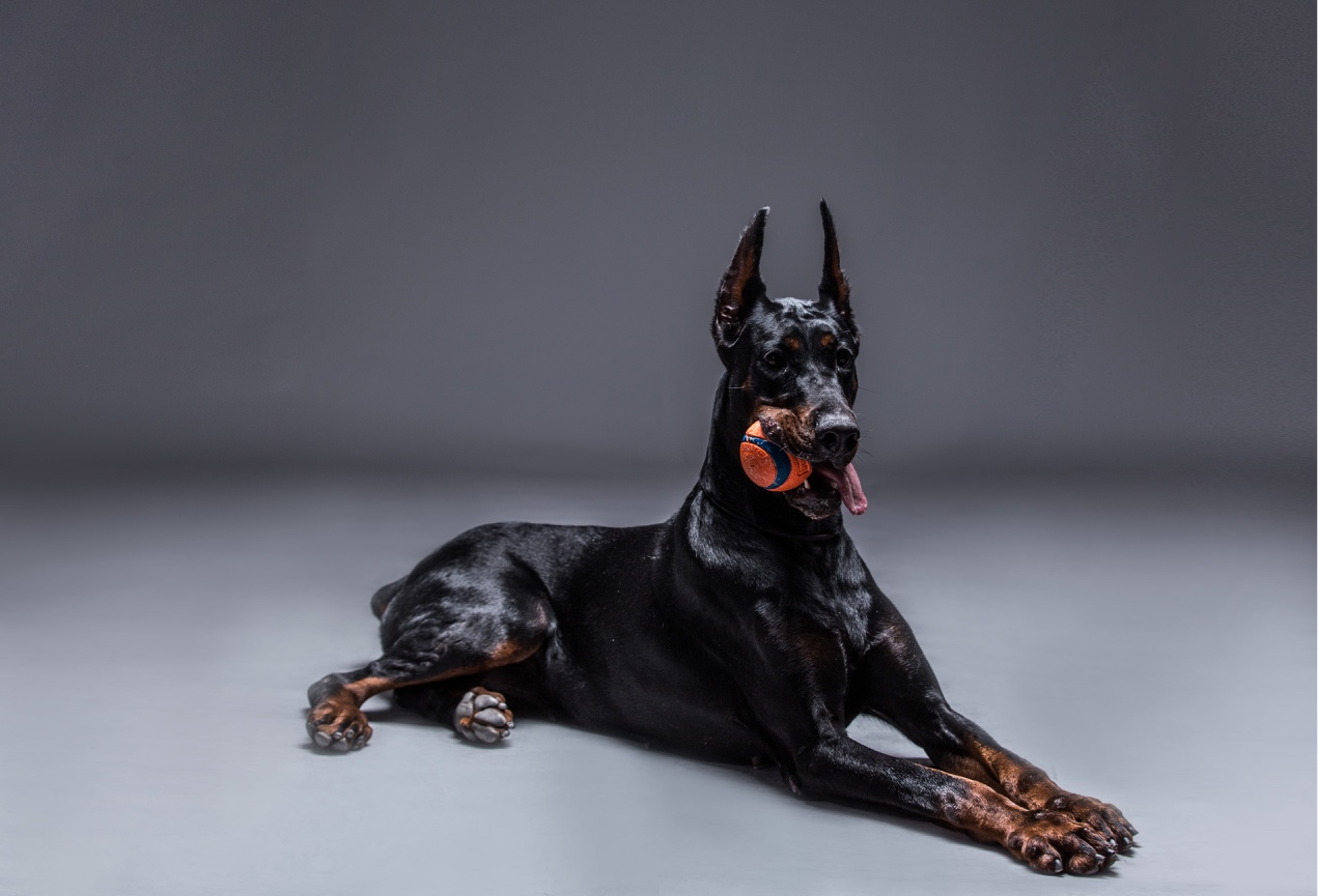 闪电配昆比顿女儿小狗一窝 - 杜宾犬交易 - 猛犬俱乐部-中国具有影响