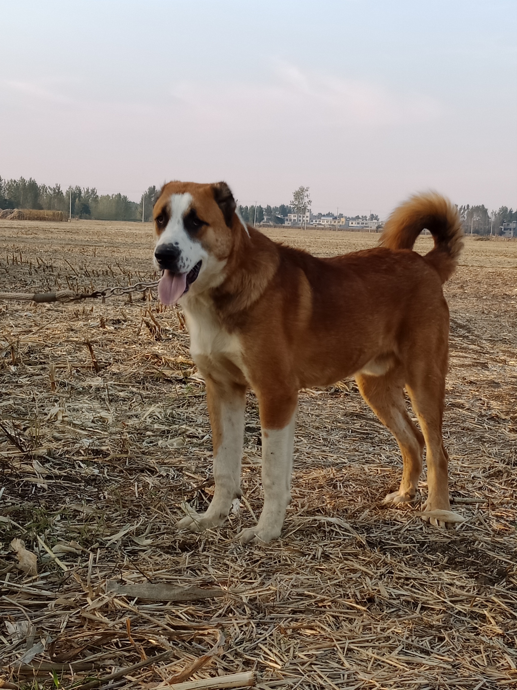 正宗高狼犬图片图片