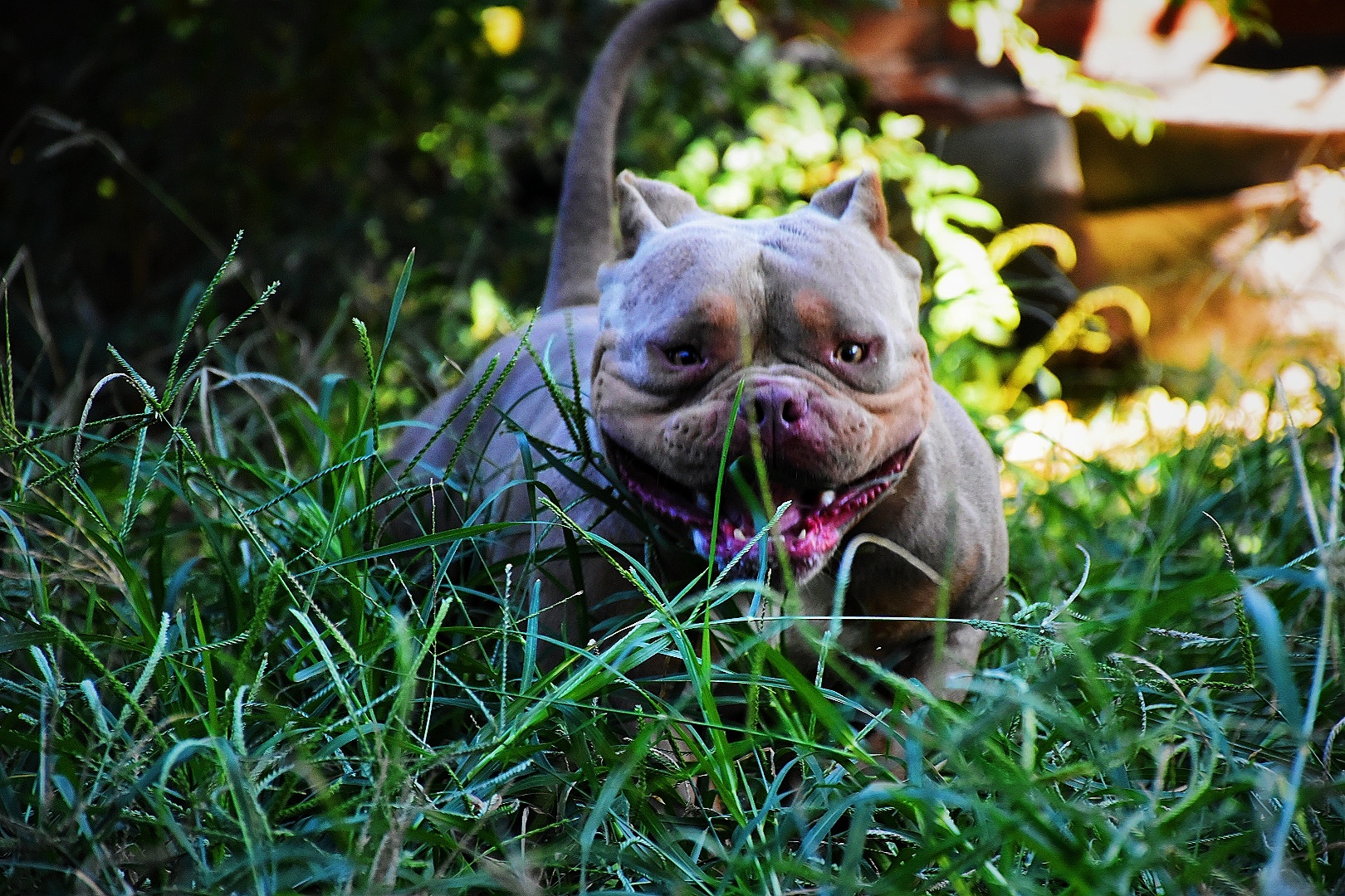 运动家血系香槟三色恶霸犬种公!