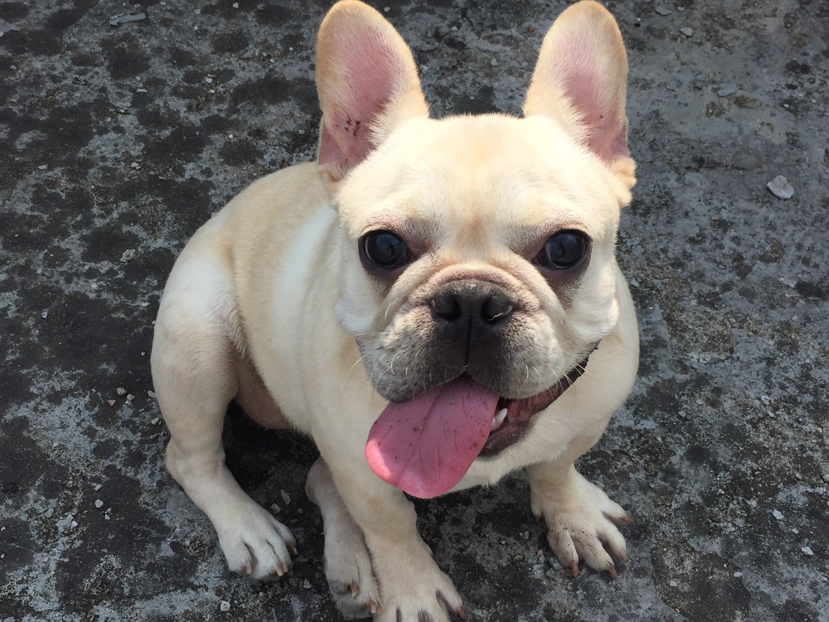 从小养大找好人家 - 法牛|英牛 - 猛犬俱乐部-中