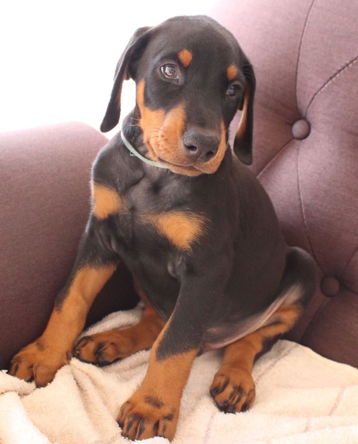 美系杜宾,45天的小家伙.