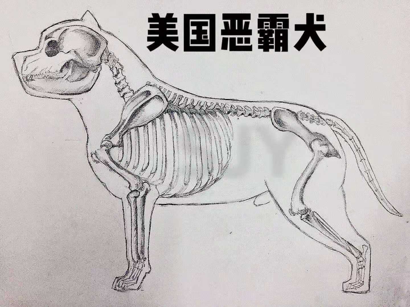 自己喜欢就好 - 美国恶霸犬 - 猛犬俱乐部-中国具有