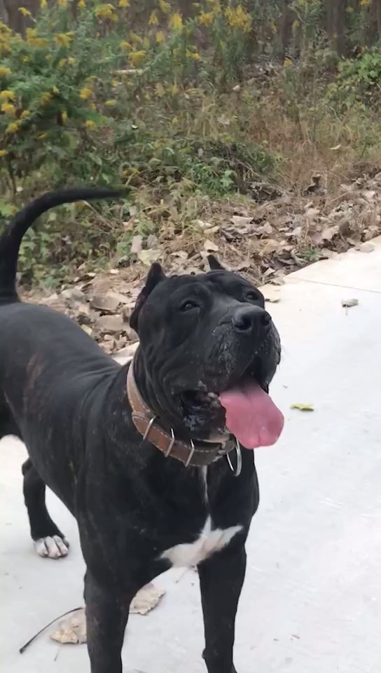 晒晒我的最爱普雷萨加纳利阿特拉斯血系摩登