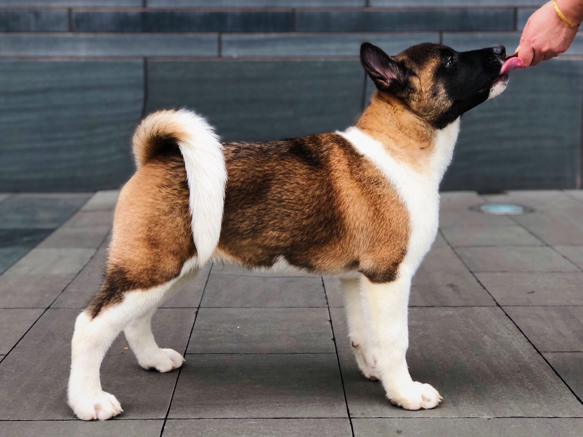 美国秋田犬,35个月,赛级幼犬