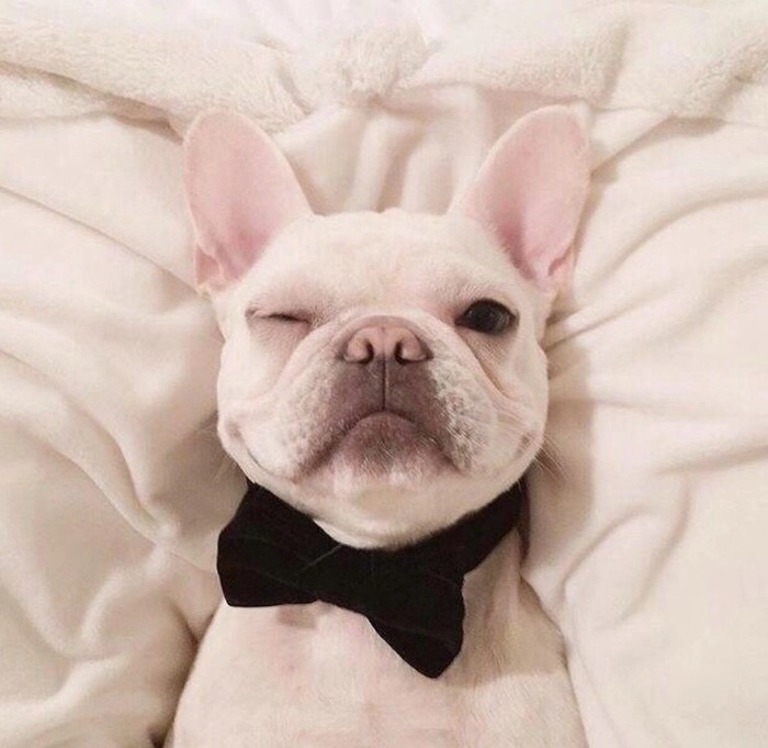 奶白,短体,公母都行.最好是半大左右年纪的.联系我.