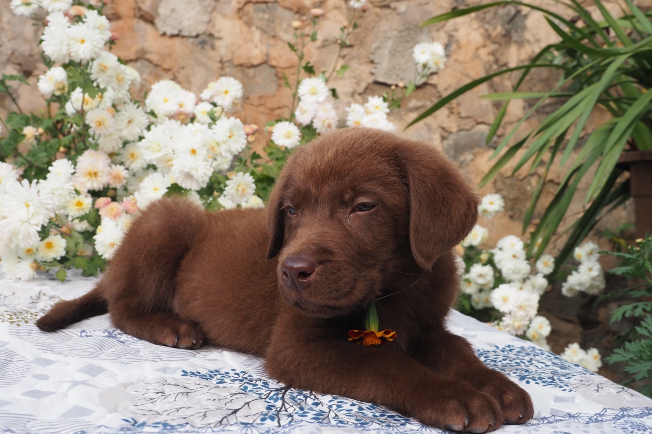 纯种咖啡色拉布拉多