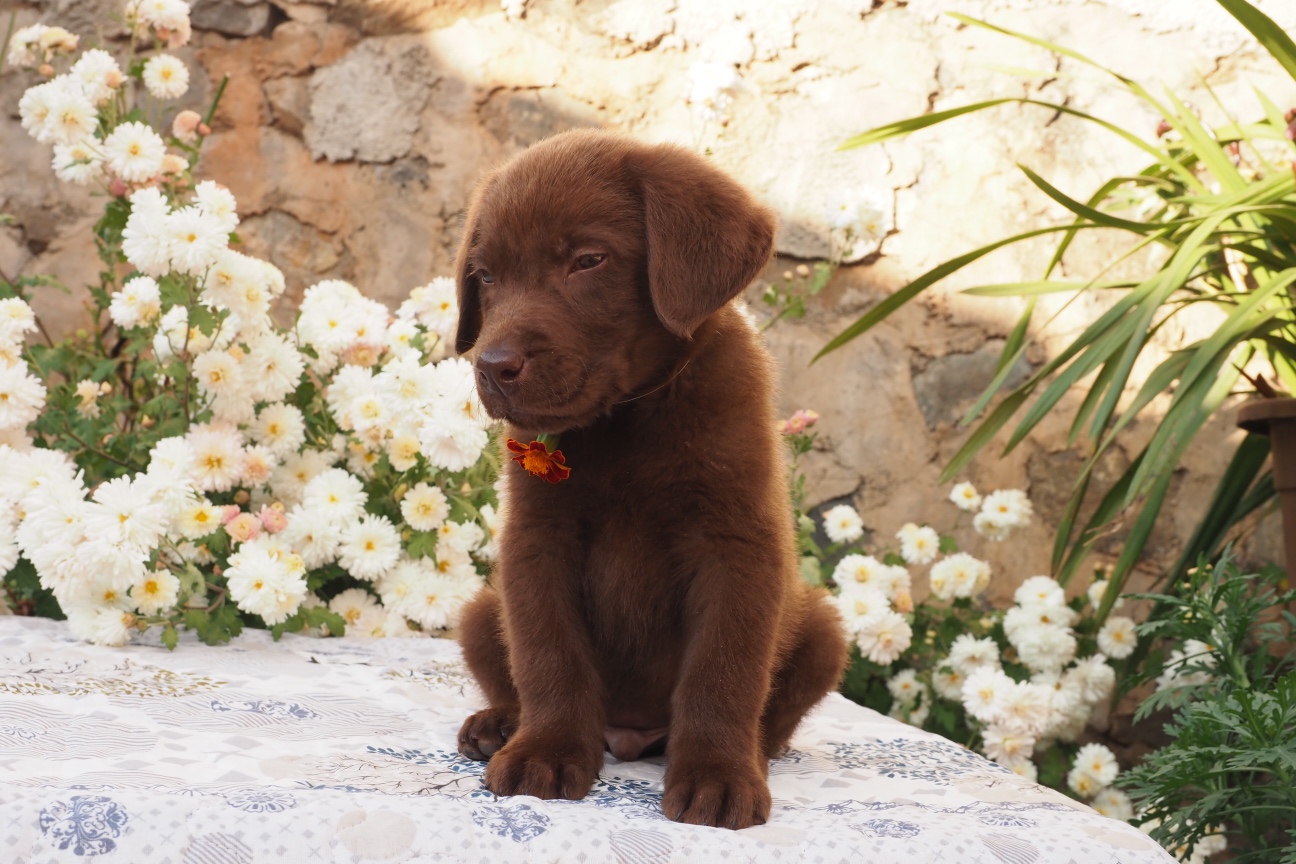 纯种咖啡色拉布拉多