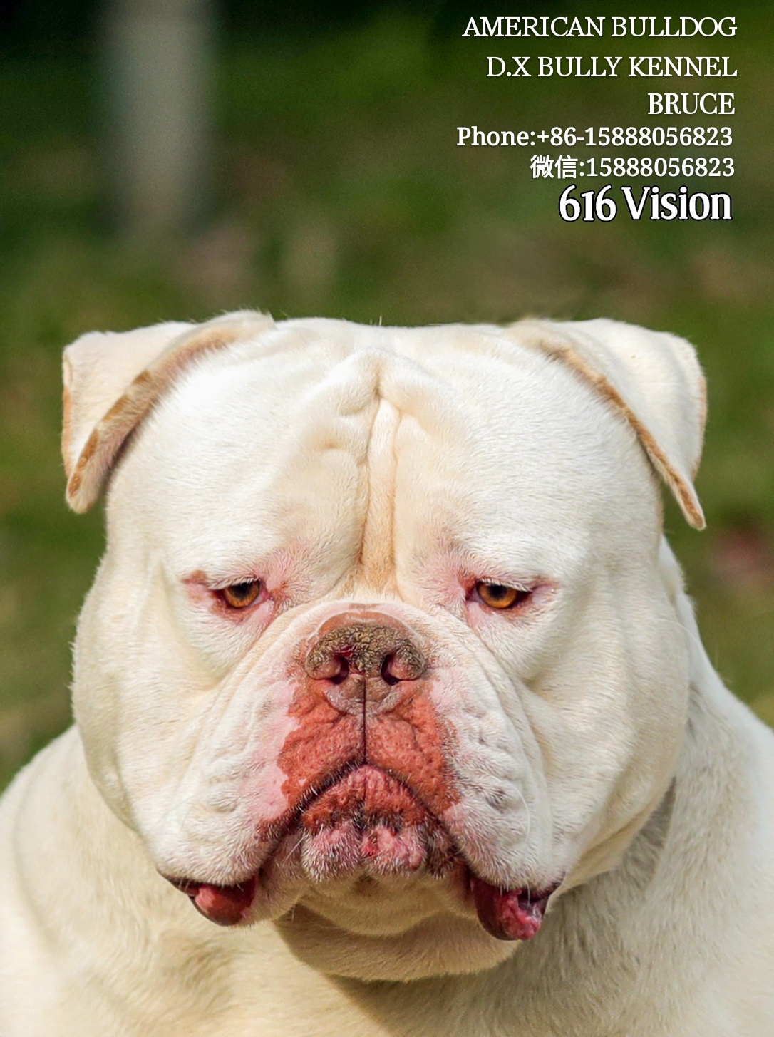 出售种公布鲁斯