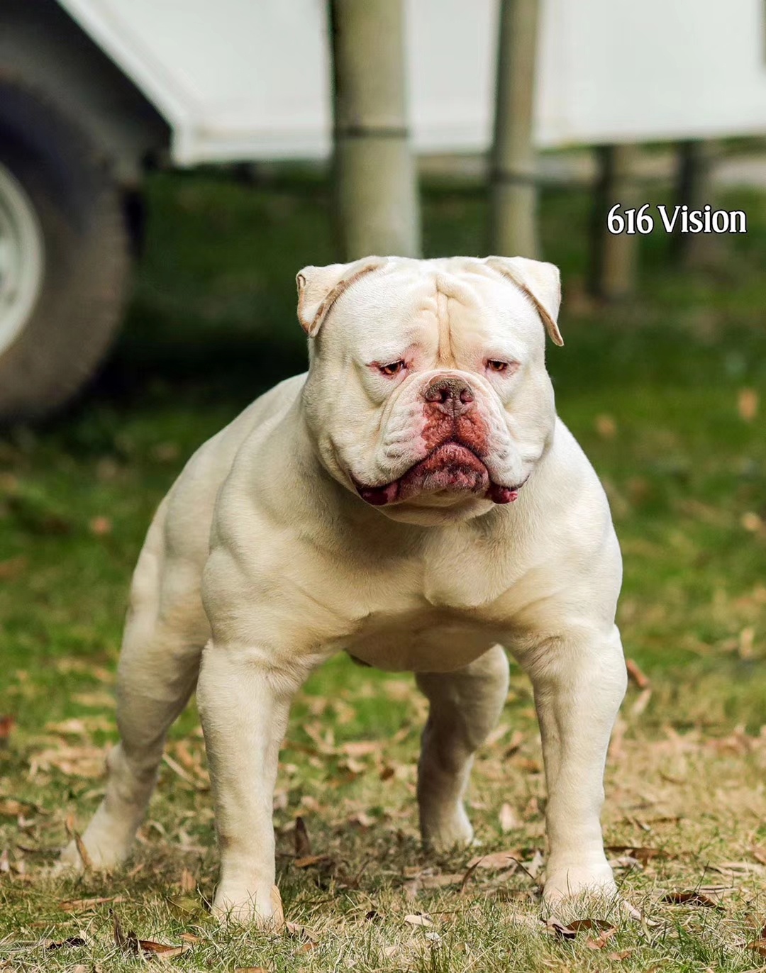 出售种公布鲁斯