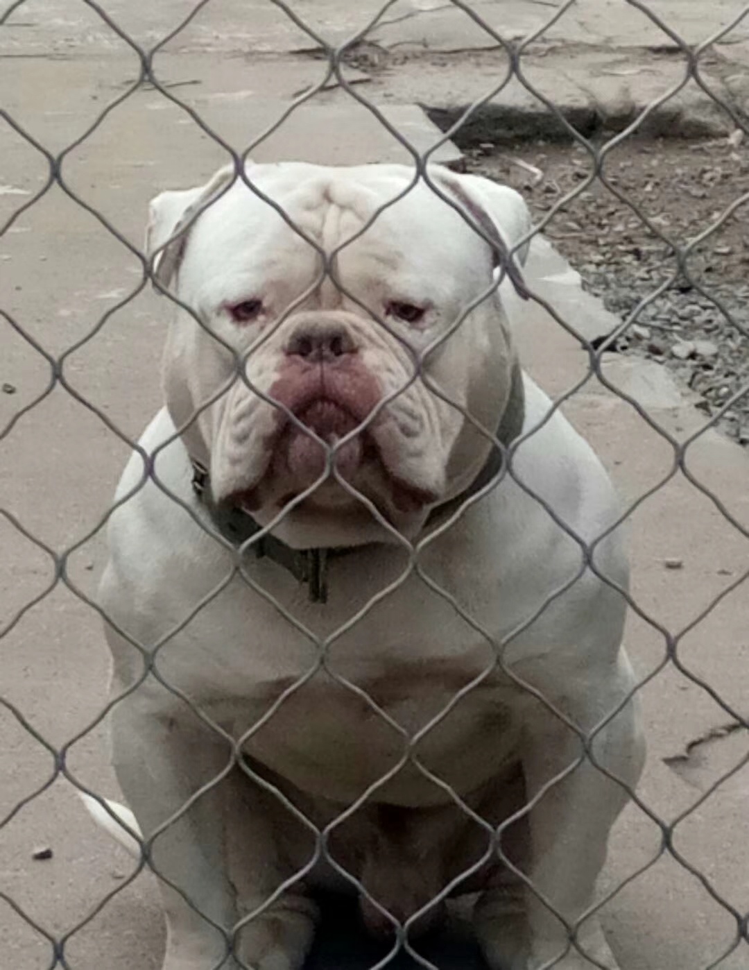 出售种公布鲁斯