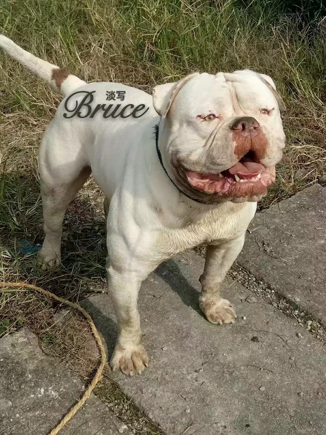 出售种公布鲁斯