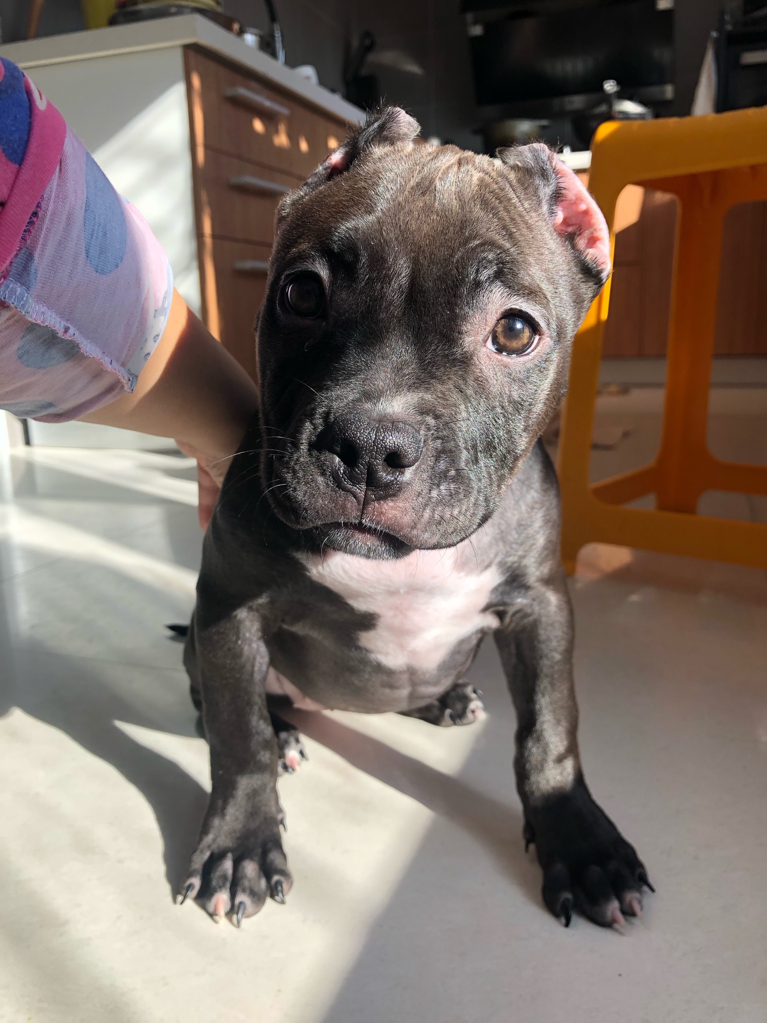 自家繁殖恶霸幼犬寻新主人