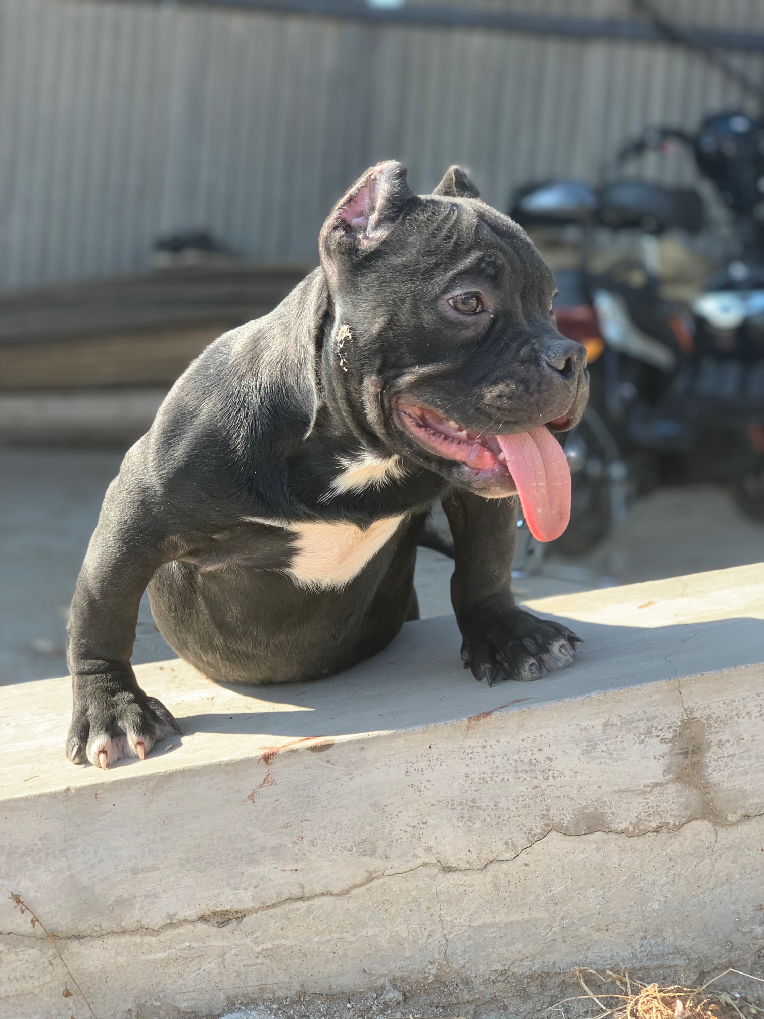 四个多月恶霸犬,大魔血系