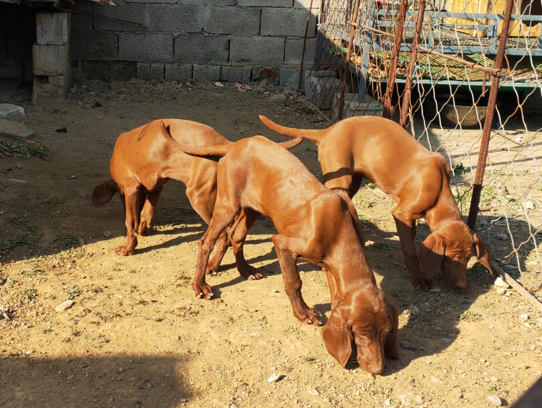 维兹拉犬小狗出售