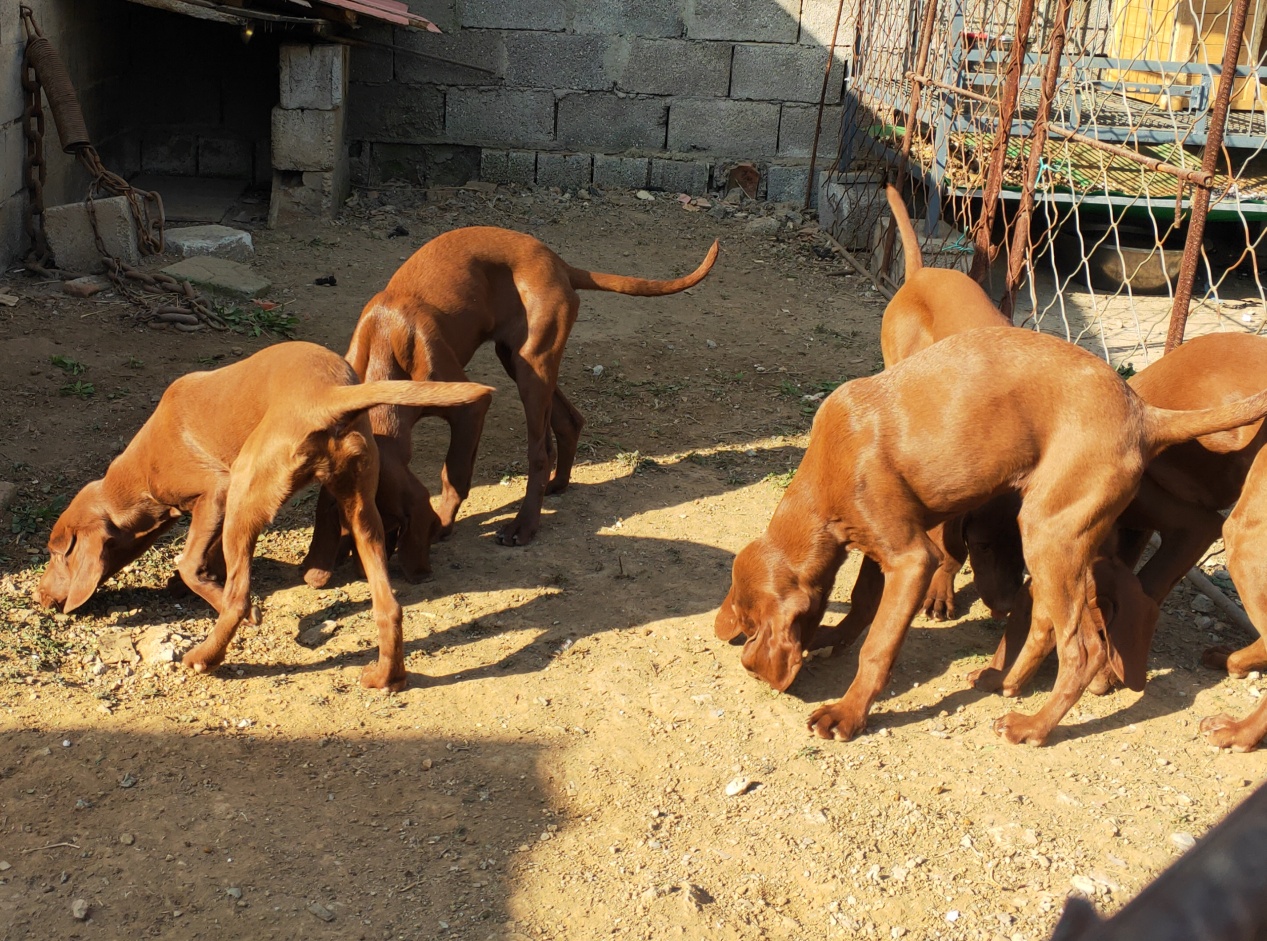 维兹拉犬小狗出售