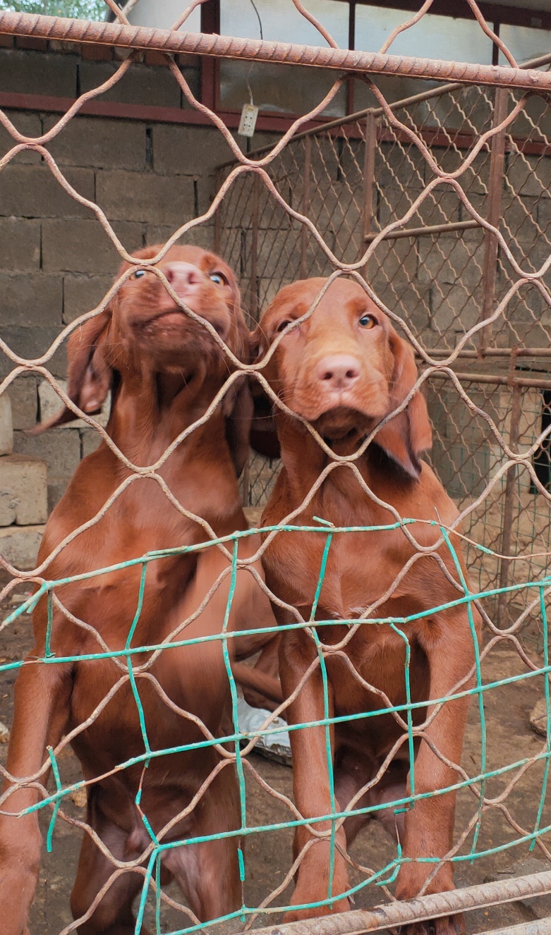 维兹拉犬小狗出售