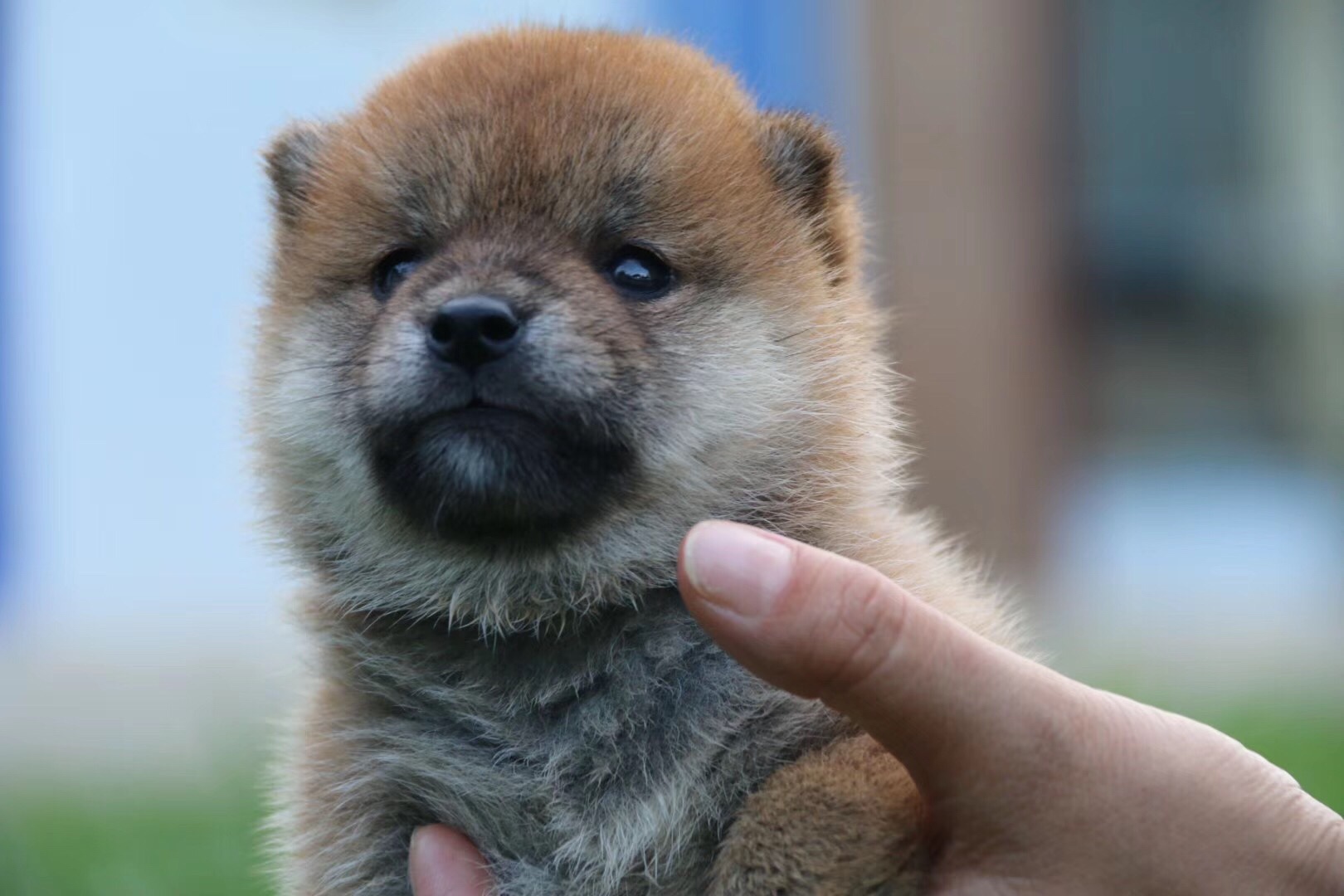 纯血统高品质柴犬小宝宝可以出售都是双血统芯片证书齐全