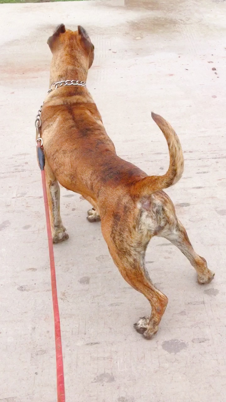 虎斑加纳利犬图片图片