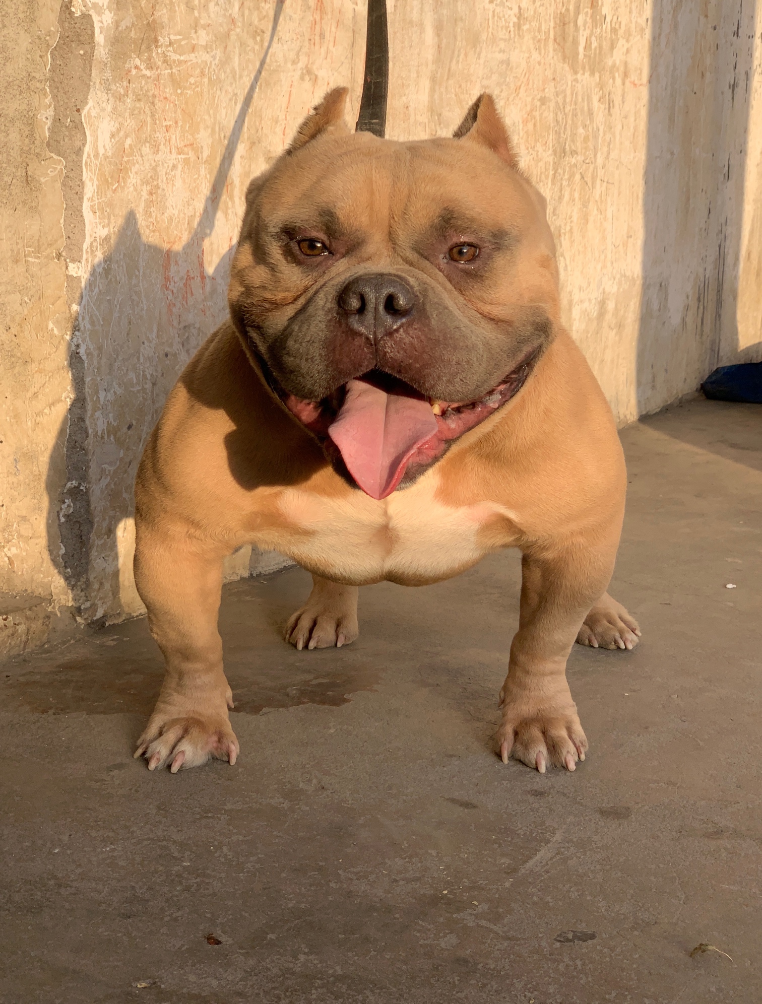 红警儿子 小霸王