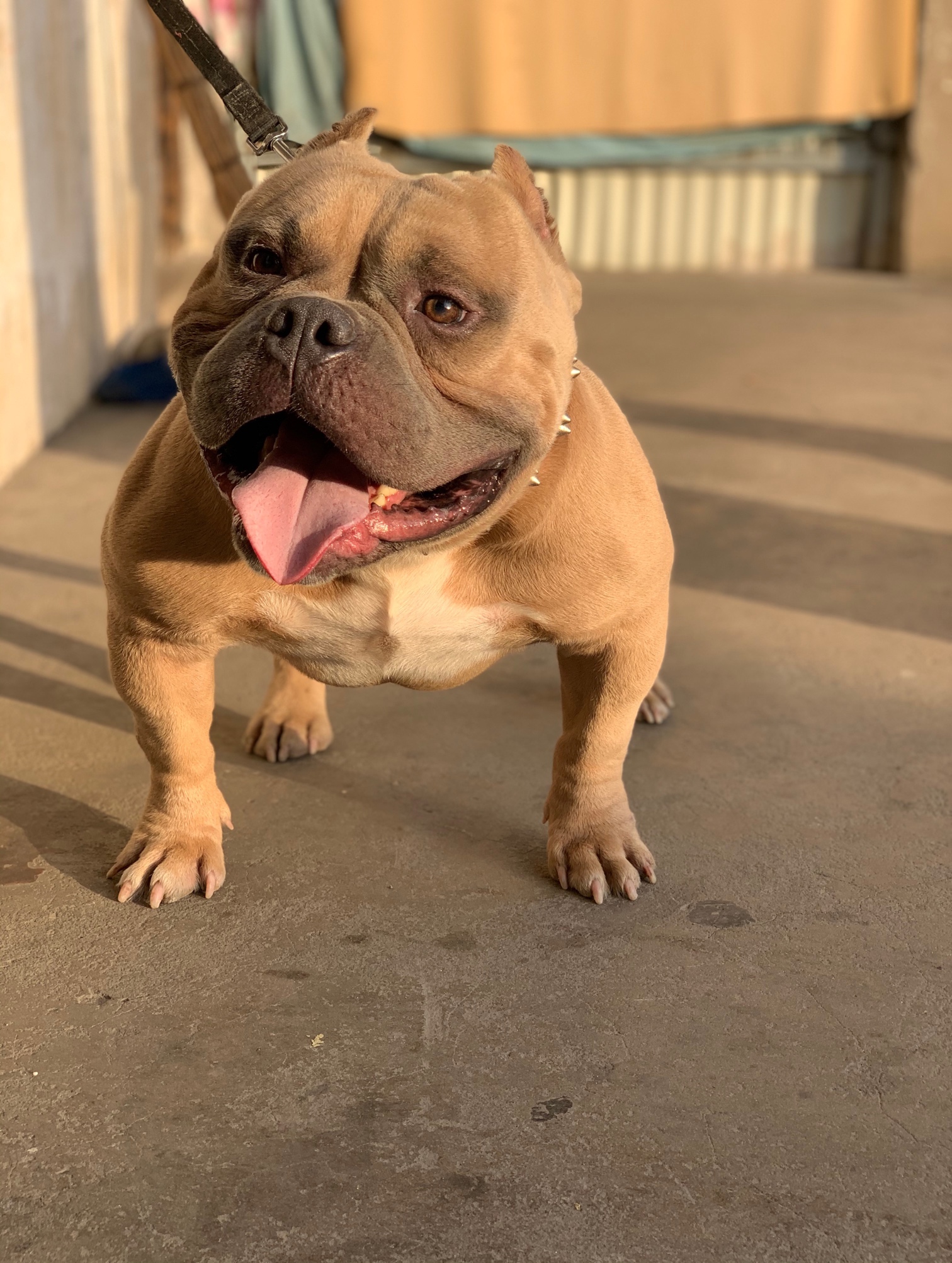 红警儿子 小霸王