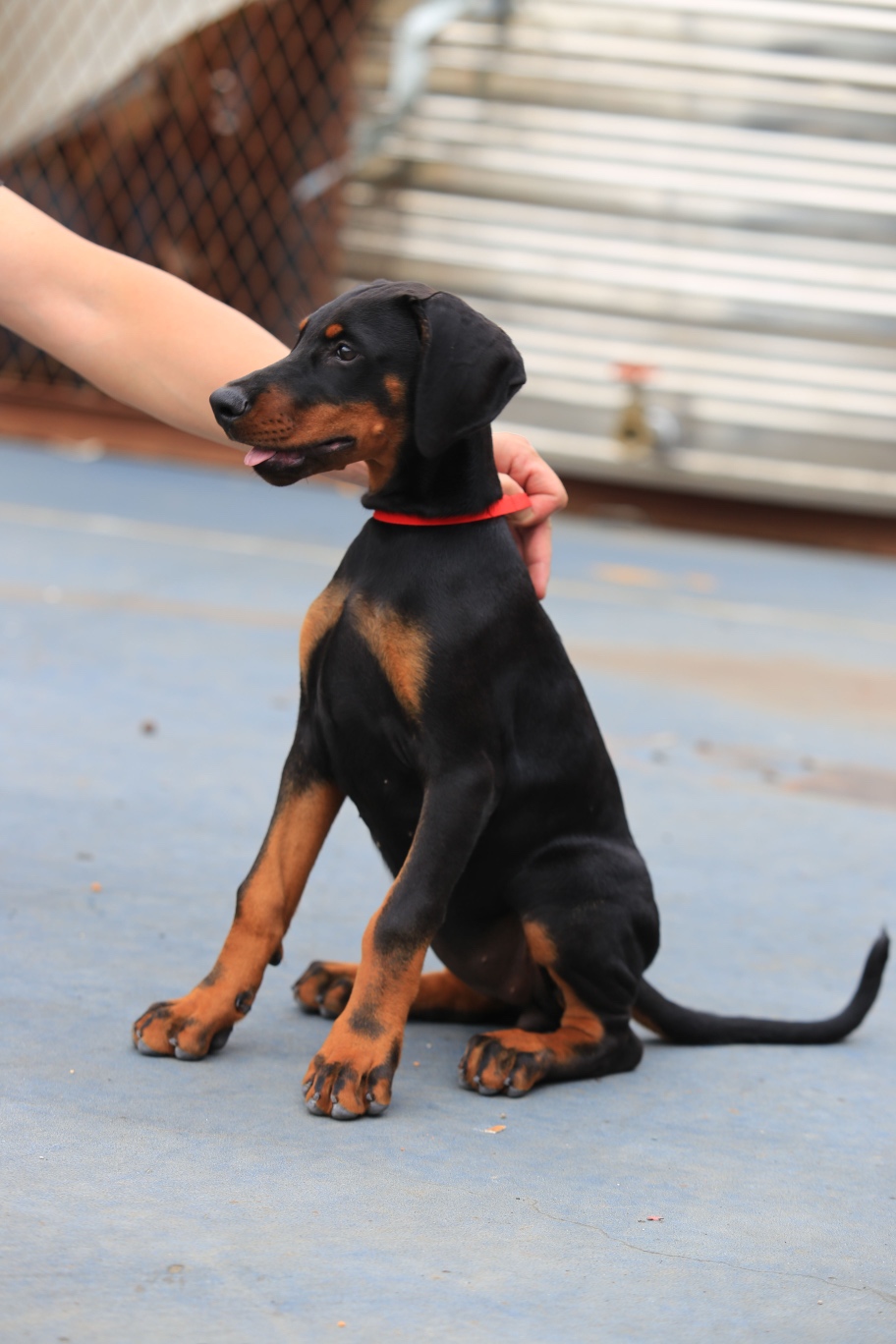 出售高品质原生态小母 - 杜宾犬交易 - 猛犬俱乐部-中国具有影响力的