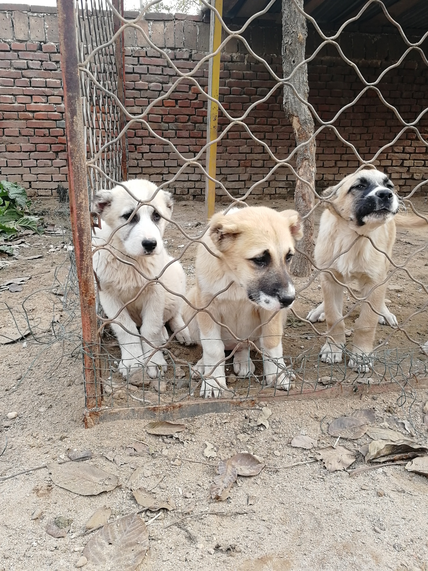 中亚|高狼交易 - 猛犬俱乐部-中国具有影响力的猛犬网站 - powered