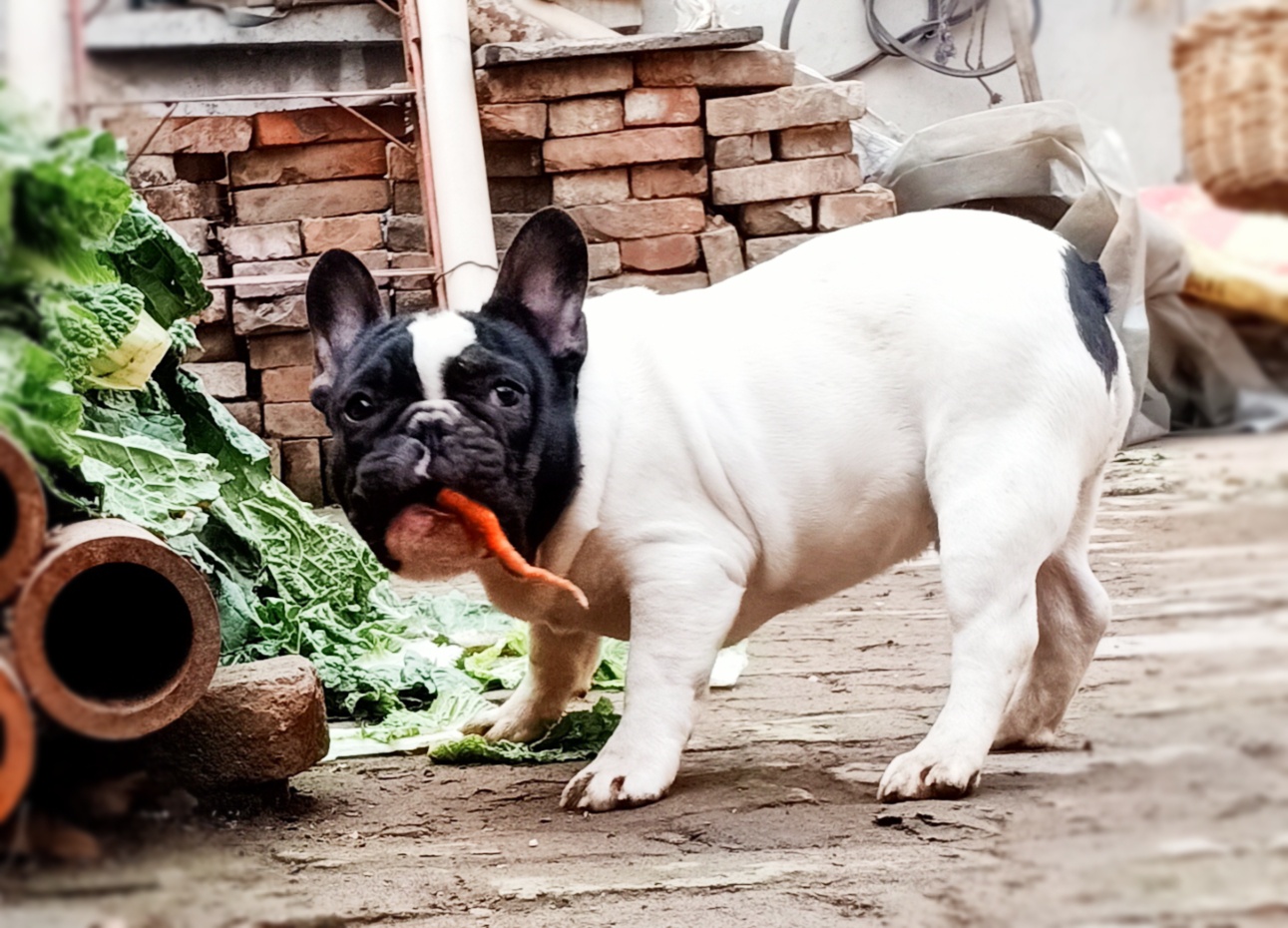 胖子男孩经典黑白花法斗