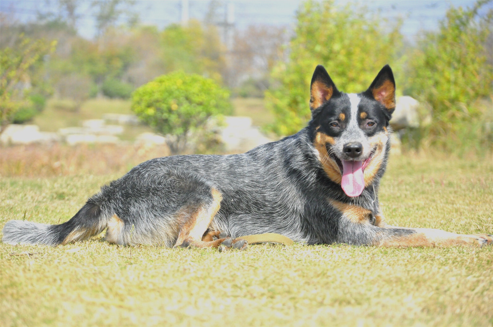 澳洲牧牛犬:毒液