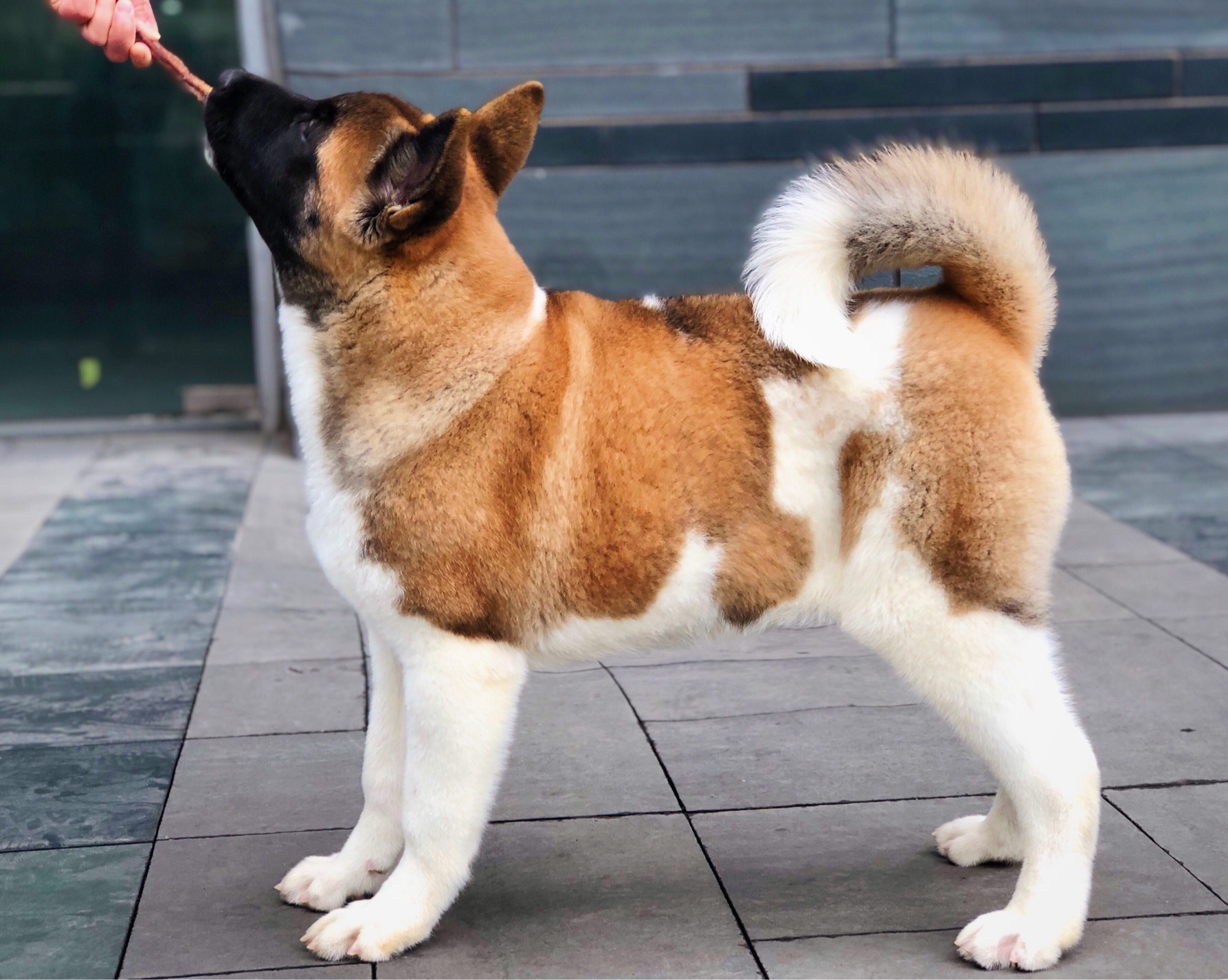 欢天喜地的小女孩(美国秋田犬)