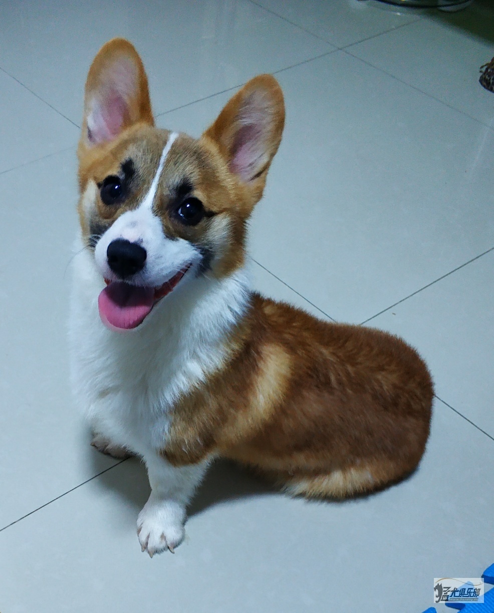 出售双冠军血统柯基小公9个月