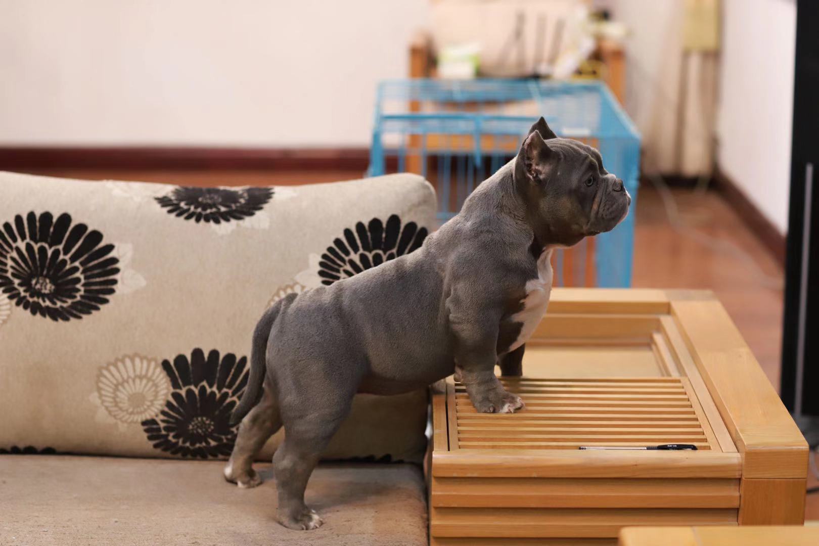 恶霸犬伯爵丁香色儿子