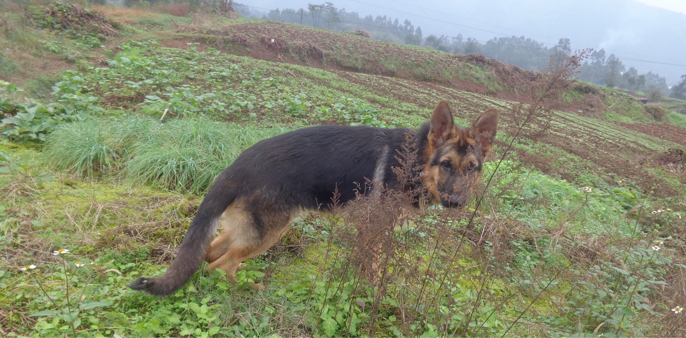正宗弓背 五个月德国牧羊犬公