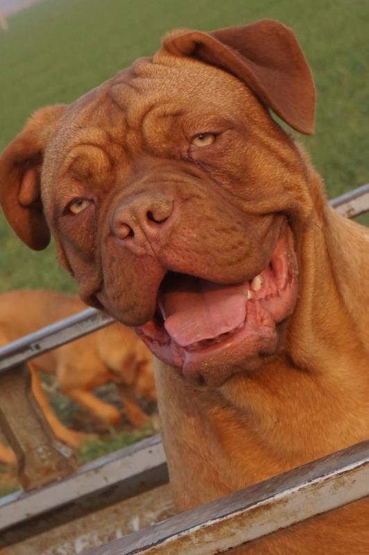 家庭中的护卫伴侣犬,法国红獒波尔多犬