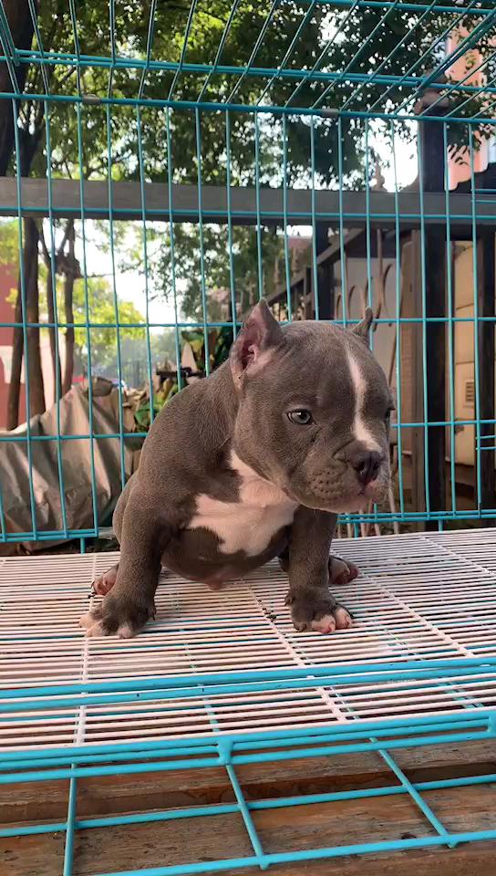 求关注专业裁耳