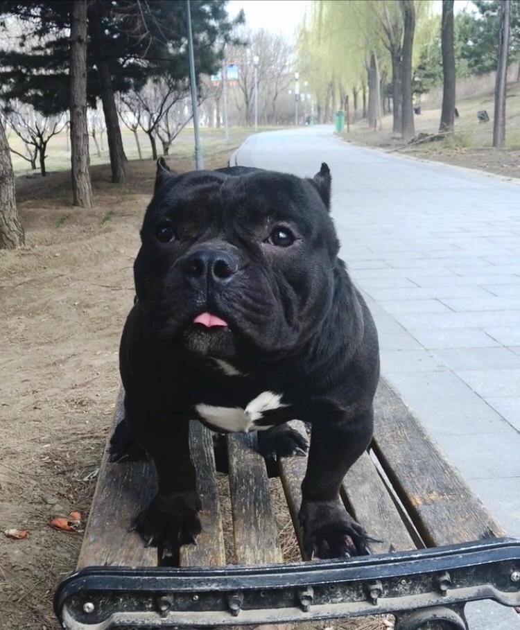 纯黑净脸净身净背净爪公找新家