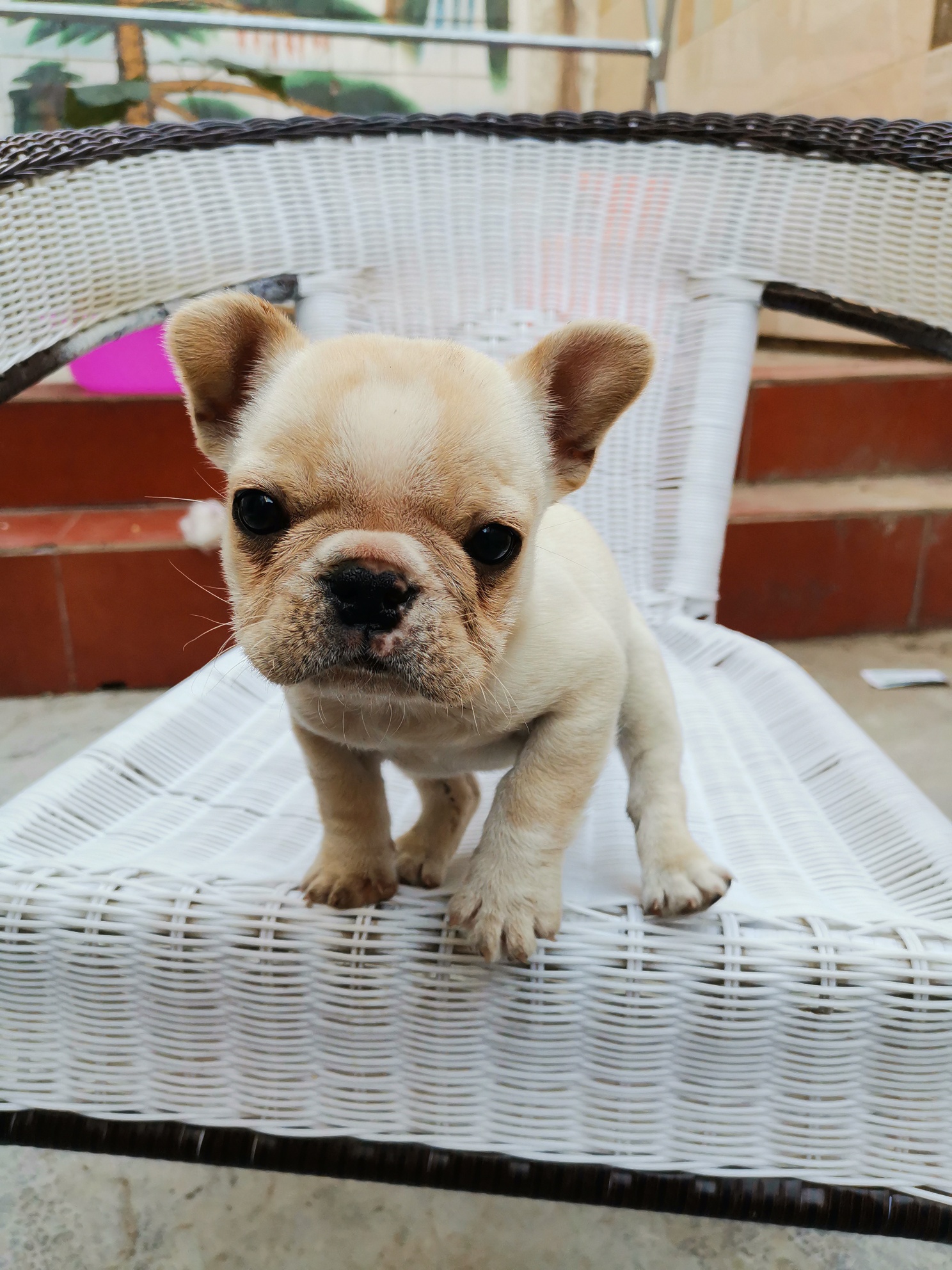 小牛出售,明码1000元 - 宠物犬交易 - 猛犬俱乐部-中国具有影响力的