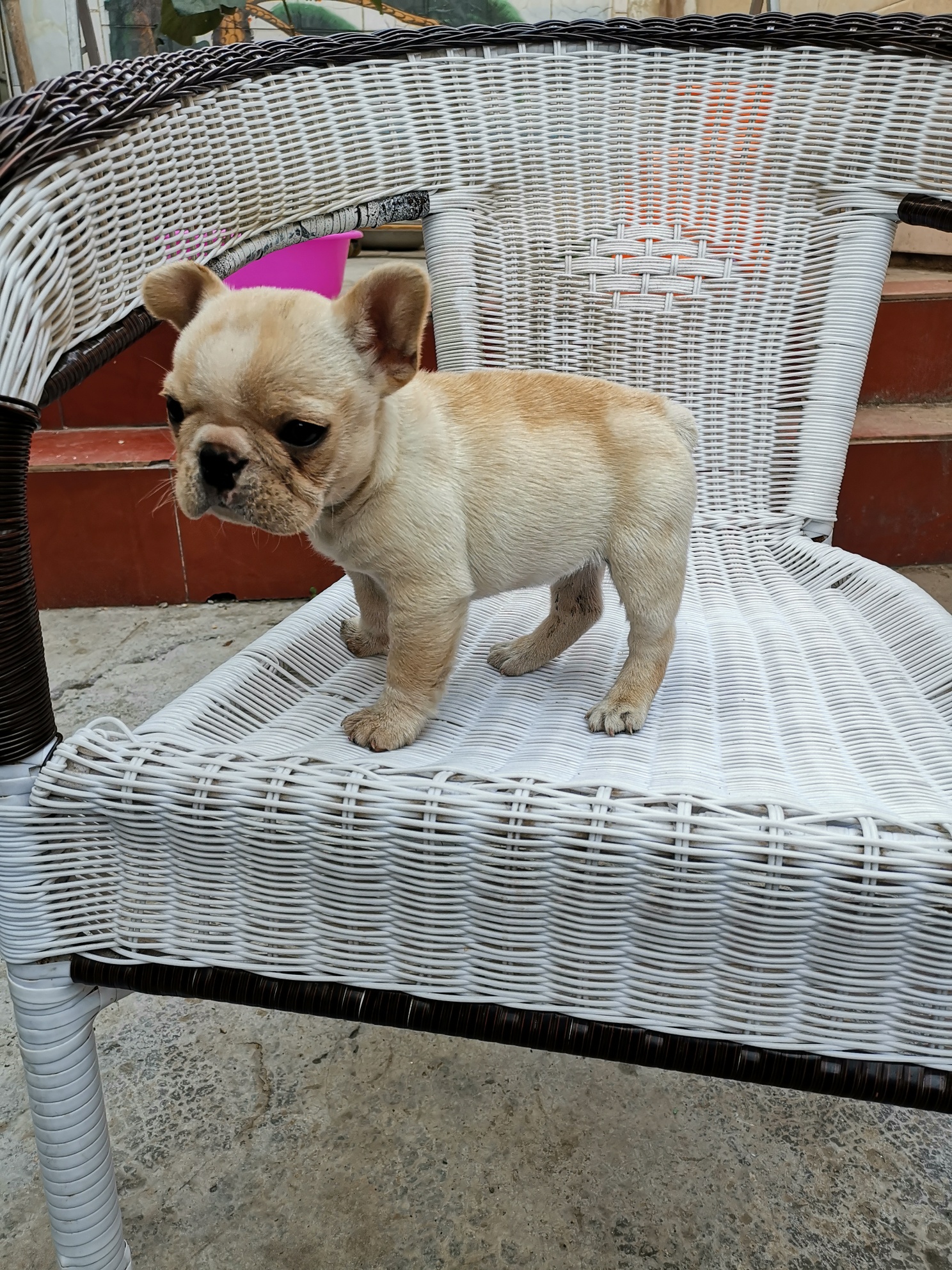 小牛出售,明码1000元