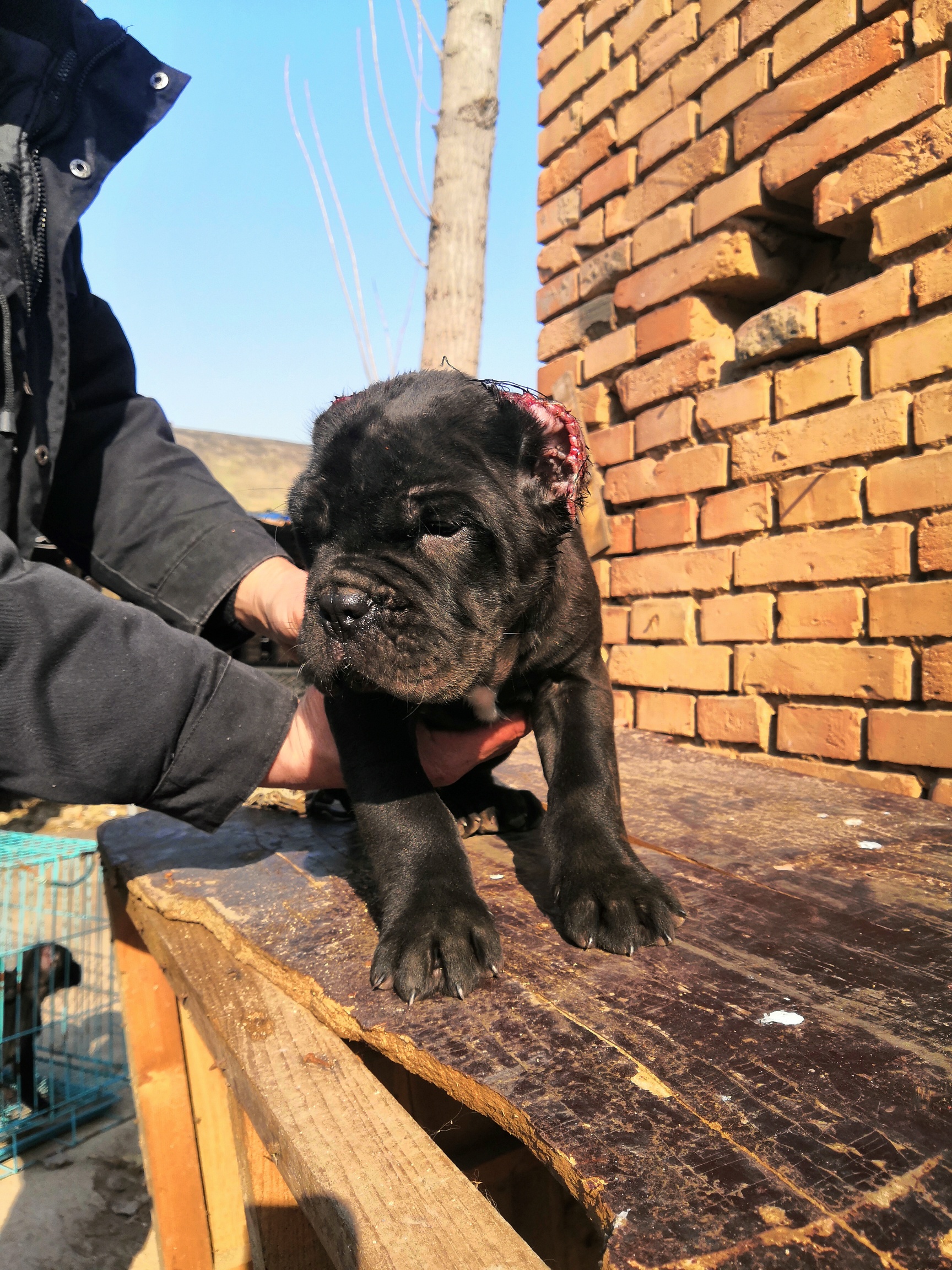 双血统卡斯罗还有一公一母1000一只