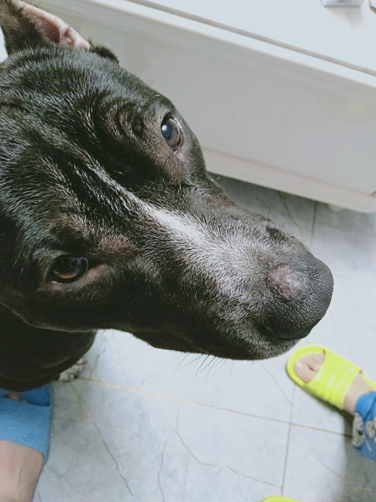 狗鼻子起个包.急急急.在线等