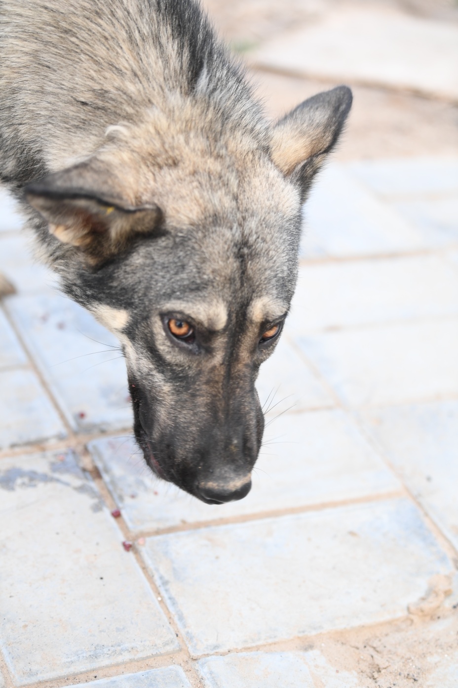 公纯种母四分之一狼血