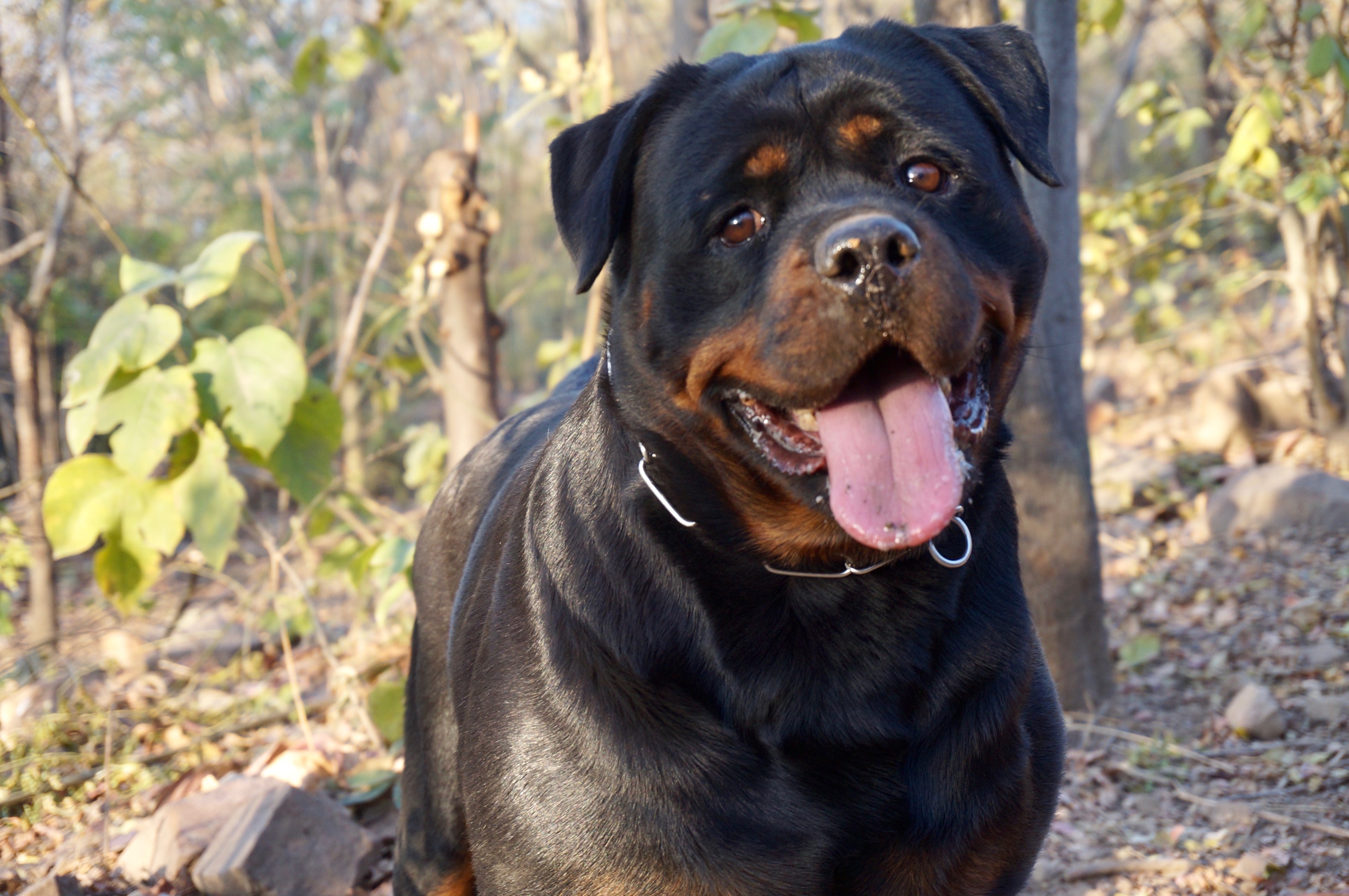 青年冠军母犬皮皮和她的孩子 - 罗威纳 - 猛犬俱乐部-中国具有影响力