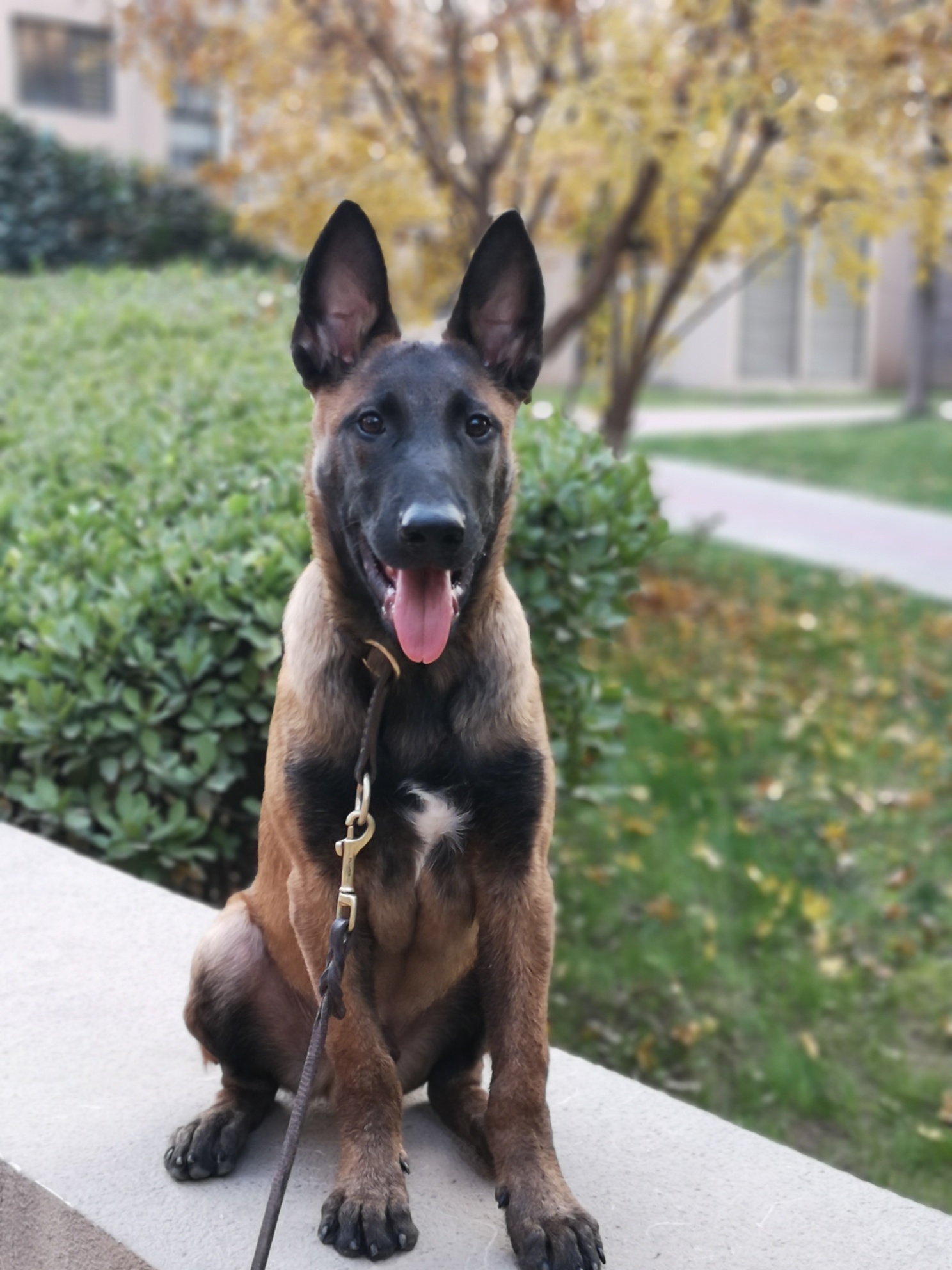 五个月剑血小公马 - 马犬交易 - 猛犬俱乐部-中国具有影响力的猛犬