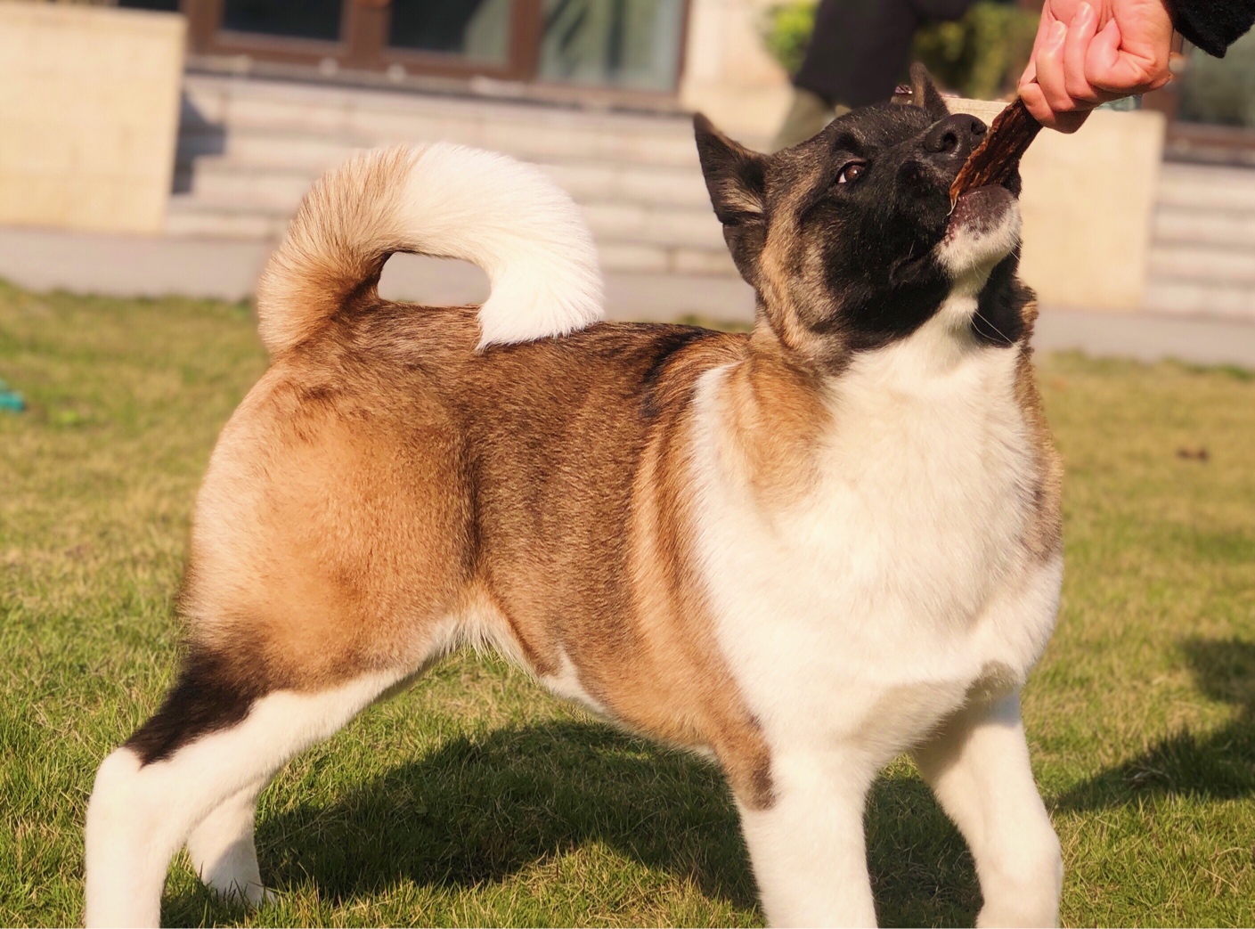 陽光在路上♀(美系秋田犬)