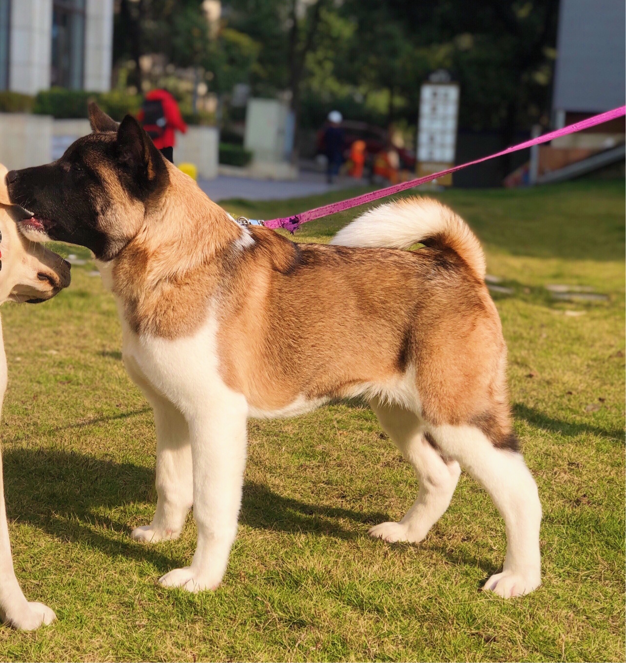 陽光在路上♀(美系秋田犬)