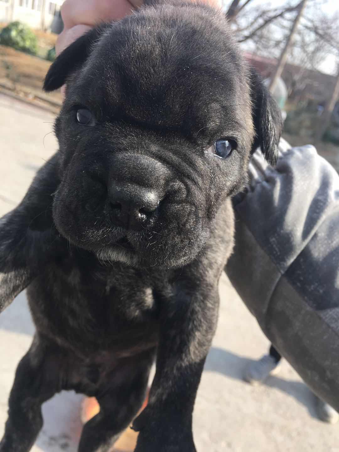 虎皮卡斯罗公未断尾