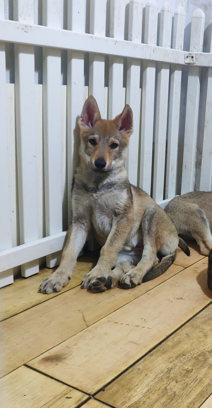 捷克狼犬在中国有卖吗图片