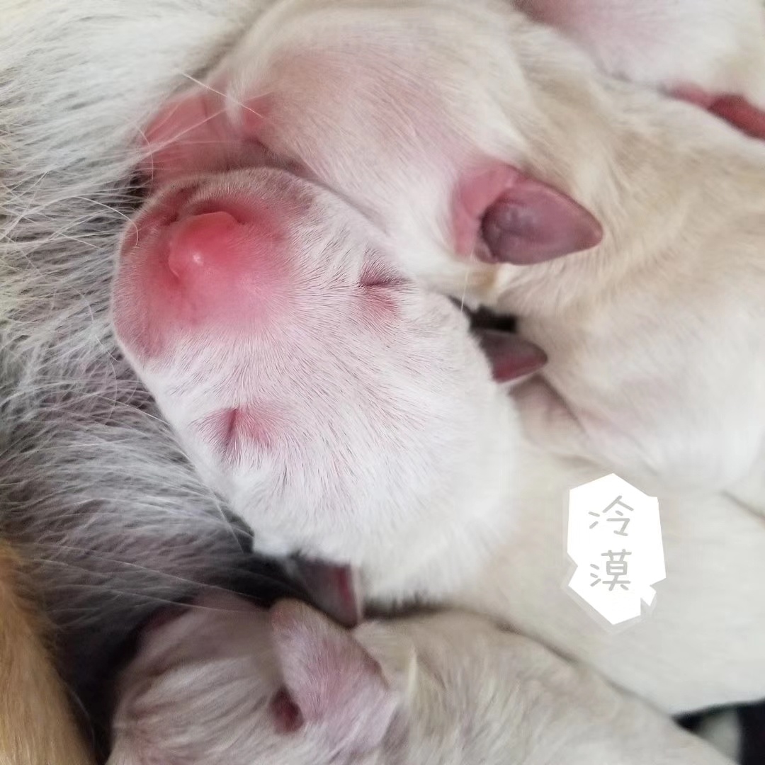 刚出生的拉布拉多幼犬换比特