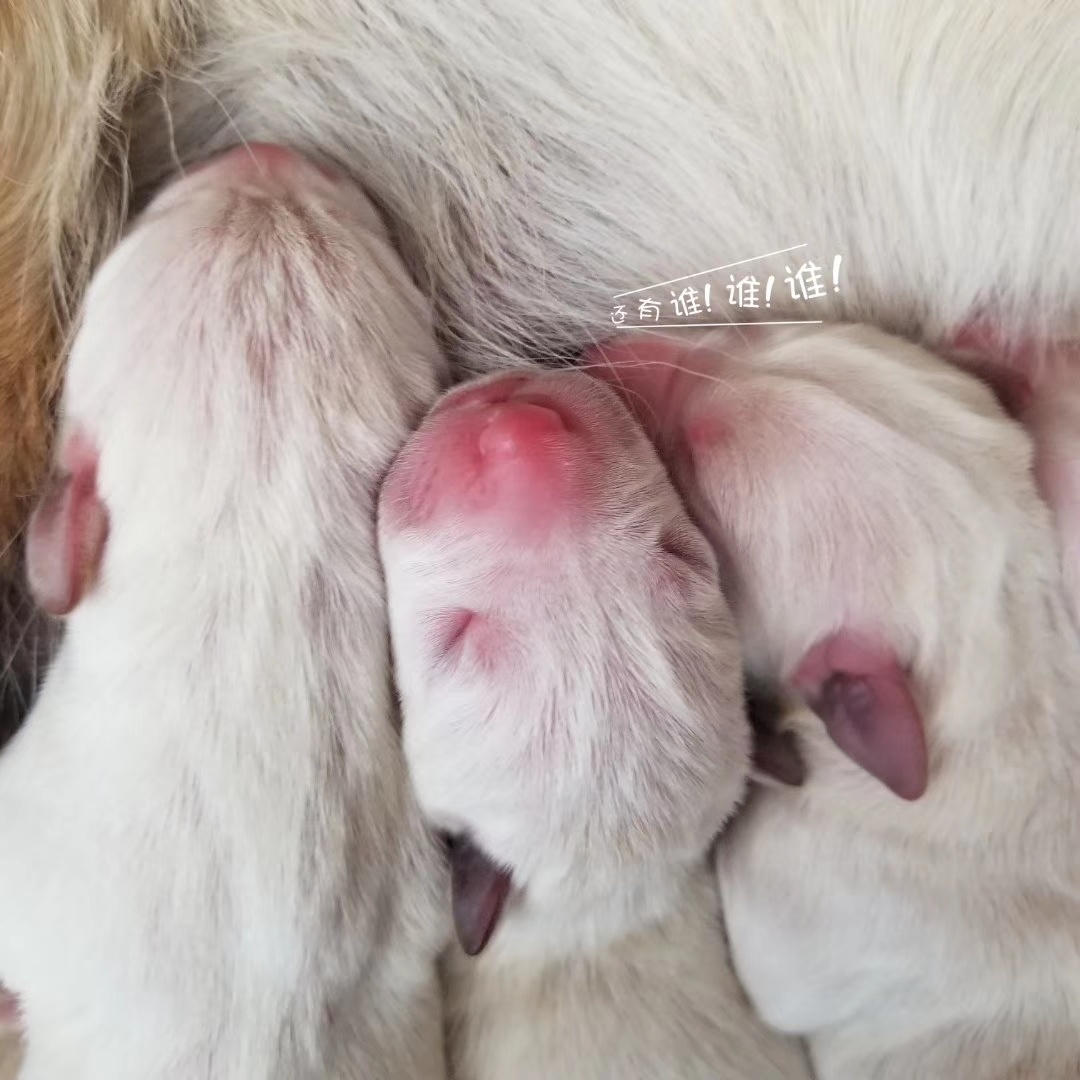 刚出生的拉布拉多幼犬换比特